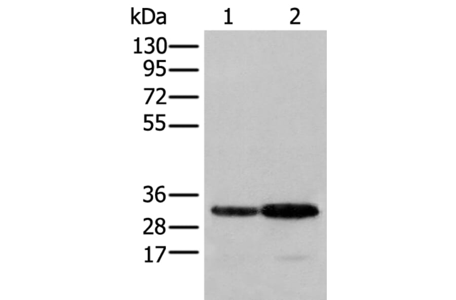 SFXN1 Antibody from Signalway Antibody (43557) - Antibodies.com
