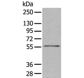 GSK3A Antibody from Signalway Antibody (43681) - Antibodies.com