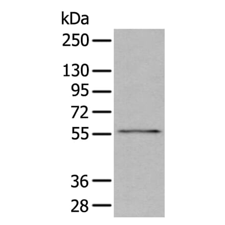 GSK3A Antibody from Signalway Antibody (43681) - Antibodies.com