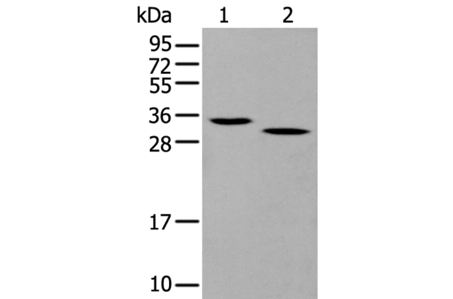 Gzmd Antibody from Signalway Antibody (43693) - Antibodies.com