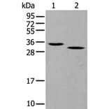 Gzmd Antibody from Signalway Antibody (43693) - Antibodies.com