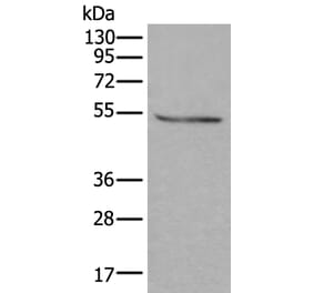 DOK2 Antibody from Signalway Antibody (43719) - Antibodies.com
