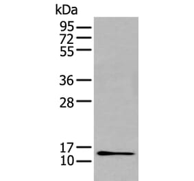 GHRL Antibody from Signalway Antibody (43730) - Antibodies.com