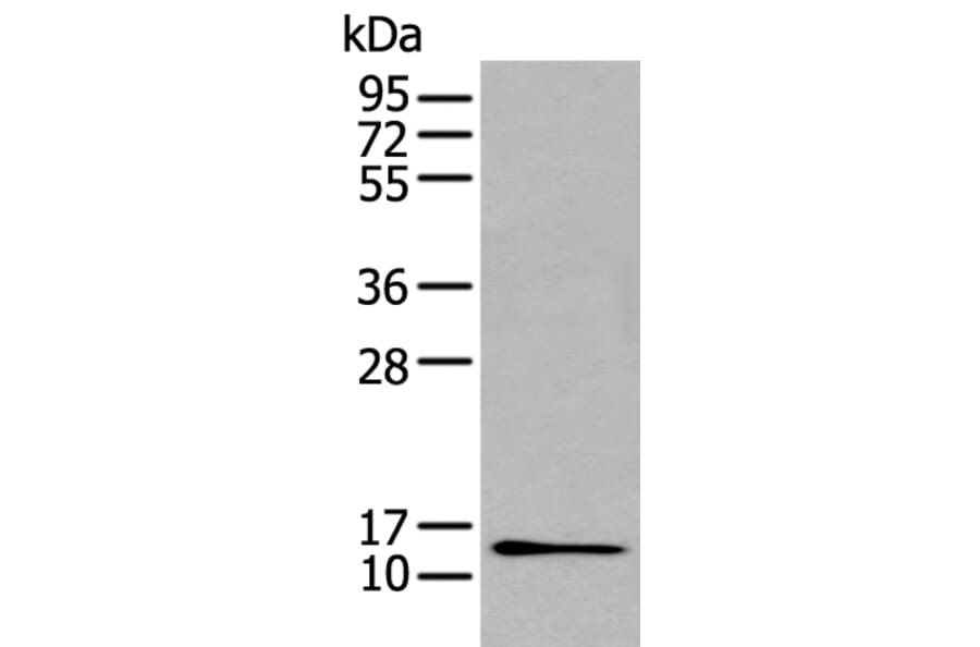 GHRL Antibody from Signalway Antibody (43730) - Antibodies.com