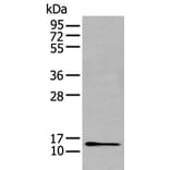GHRL Antibody from Signalway Antibody (43730) - Antibodies.com
