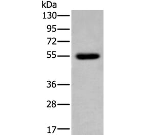 CDK14 Antibody from Signalway Antibody (43794) - Antibodies.com