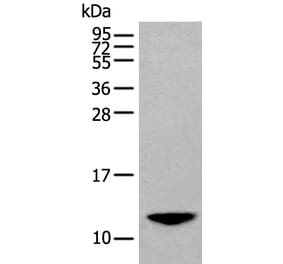 BAGE2 Antibody from Signalway Antibody (43843) - Antibodies.com