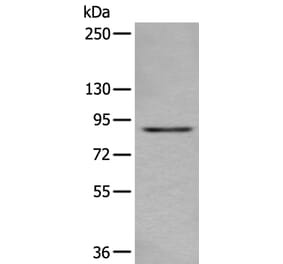 DTX3L Antibody from Signalway Antibody (43874) - Antibodies.com