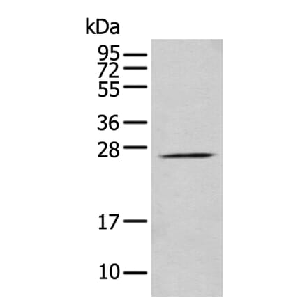 PRRG3 Antibody from Signalway Antibody (43882) - Antibodies.com
