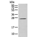 PRRG3 Antibody from Signalway Antibody (43882) - Antibodies.com