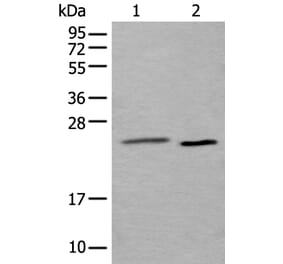 UBE2T Antibody from Signalway Antibody (43899) - Antibodies.com