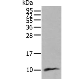 CCL18 Antibody from Signalway Antibody (43953) - Antibodies.com