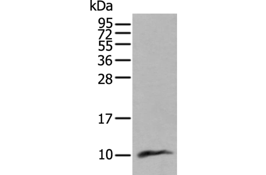 CCL18 Antibody from Signalway Antibody (43953) - Antibodies.com