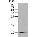 CCL18 Antibody from Signalway Antibody (43953) - Antibodies.com