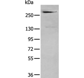 CSPG4 Antibody from Signalway Antibody (43964) - Antibodies.com