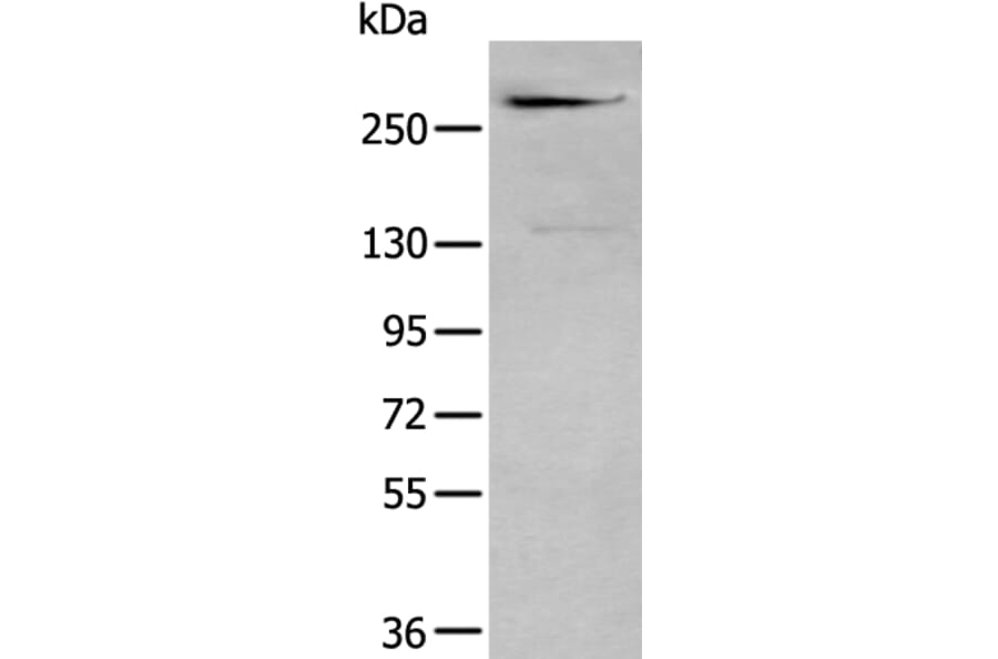 CSPG4 Antibody from Signalway Antibody (43964) - Antibodies.com