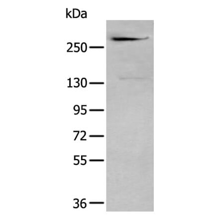 CSPG4 Antibody from Signalway Antibody (43964) - Antibodies.com