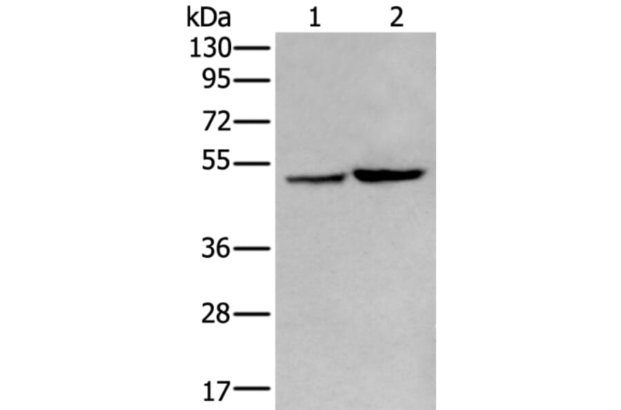 ZPLD1 Antibody from Signalway Antibody (43971) - Antibodies.com