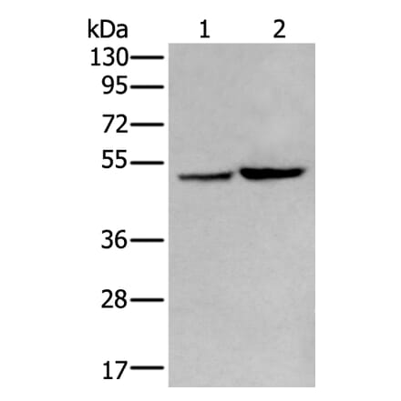 ZPLD1 Antibody from Signalway Antibody (43971) - Antibodies.com