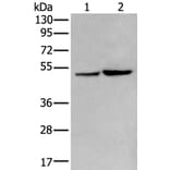 ZPLD1 Antibody from Signalway Antibody (43971) - Antibodies.com