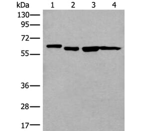 UTP18 Antibody from Signalway Antibody (43990) - Antibodies.com