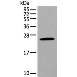 BASP1 Antibody from Signalway Antibody (43991) - Antibodies.com