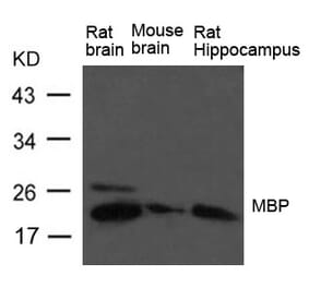 Western blot - MBP (myelin basic protein) Antibody from Signalway Antibody (21640) - Antibodies.com