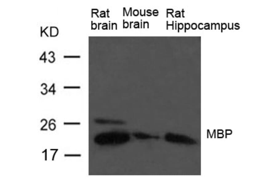 Western blot - MBP (myelin basic protein) Antibody from Signalway Antibody (21640) - Antibodies.com