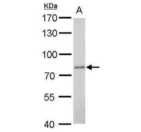 Dopamine beta hydroxylase Antibody from Signalway Antibody (35376) - Antibodies.com