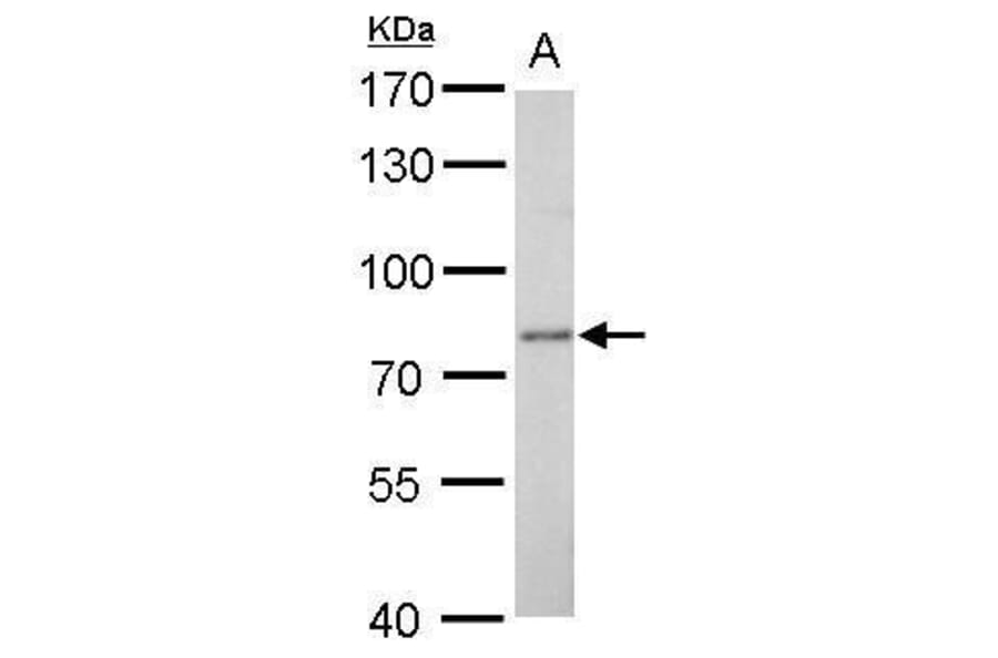 Dopamine beta hydroxylase Antibody from Signalway Antibody (35376) - Antibodies.com