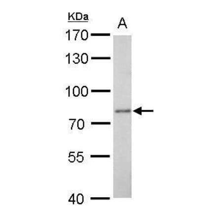 Dopamine beta hydroxylase Antibody from Signalway Antibody (35376) - Antibodies.com