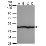 alpha smooth muscle Actin Antibody from Signalway Antibody (35513) - Antibodies.com