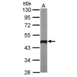 alpha smooth muscle Actin Antibody from Signalway Antibody (35513) - Antibodies.com