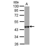 alpha smooth muscle Actin Antibody from Signalway Antibody (35513) - Antibodies.com