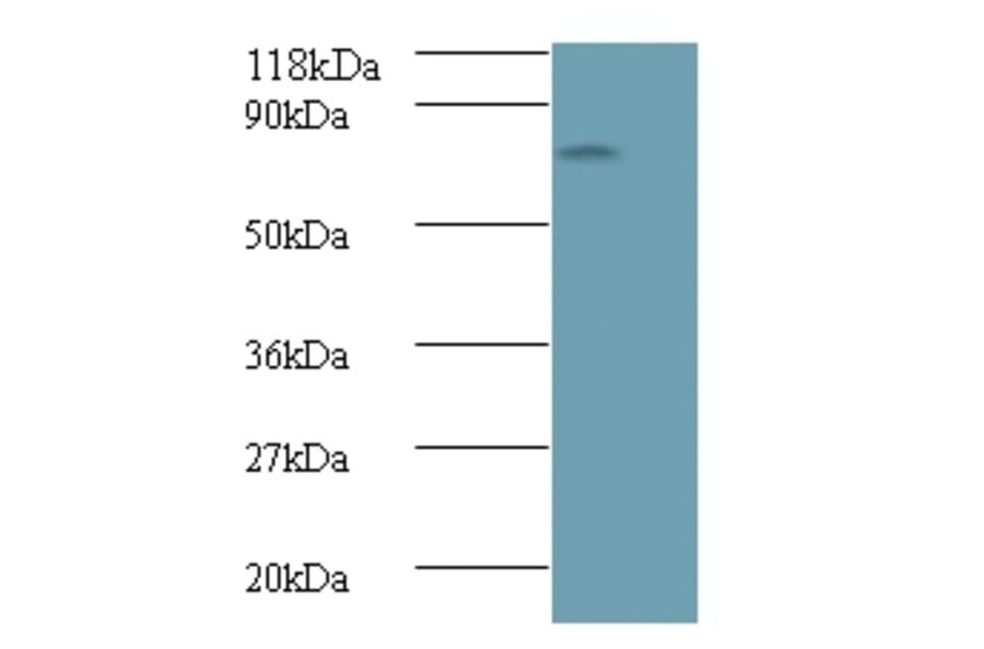 Avpr1a protein Polyclonal Antibody from Signalway Antibody (42597) - Antibodies.com