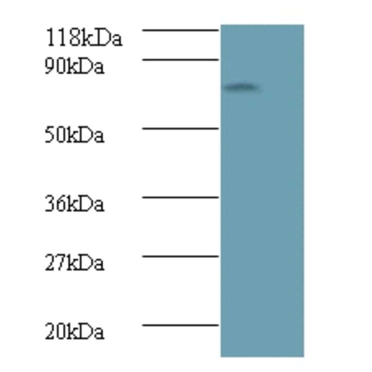 Avpr1a protein Polyclonal Antibody from Signalway Antibody (42597) - Antibodies.com