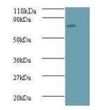 Avpr1a protein Polyclonal Antibody from Signalway Antibody (42597) - Antibodies.com