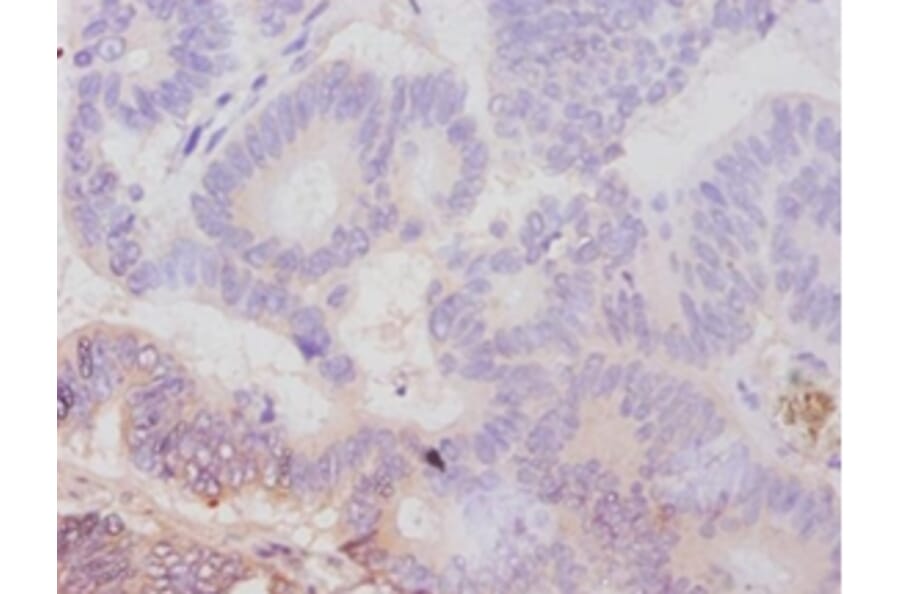 Immunohistochemistry - Avpr1a protein Polyclonal Antibody from Signalway Antibody (42597) - Antibodies.com