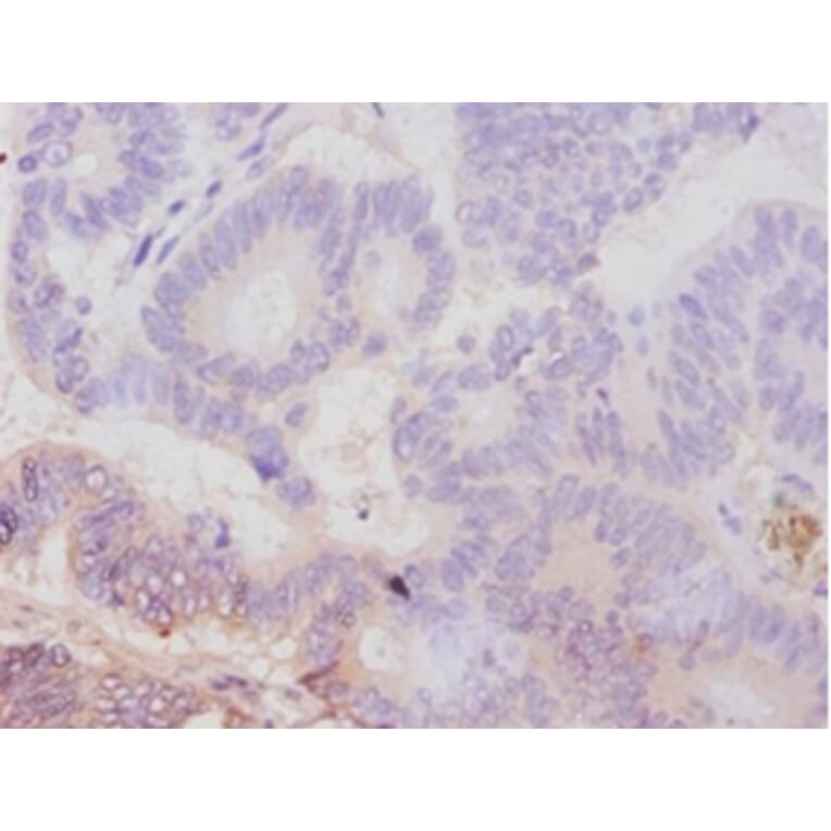 Immunohistochemistry - Avpr1a protein Polyclonal Antibody from Signalway Antibody (42597) - Antibodies.com