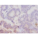 Immunohistochemistry - Avpr1a protein Polyclonal Antibody from Signalway Antibody (42597) - Antibodies.com