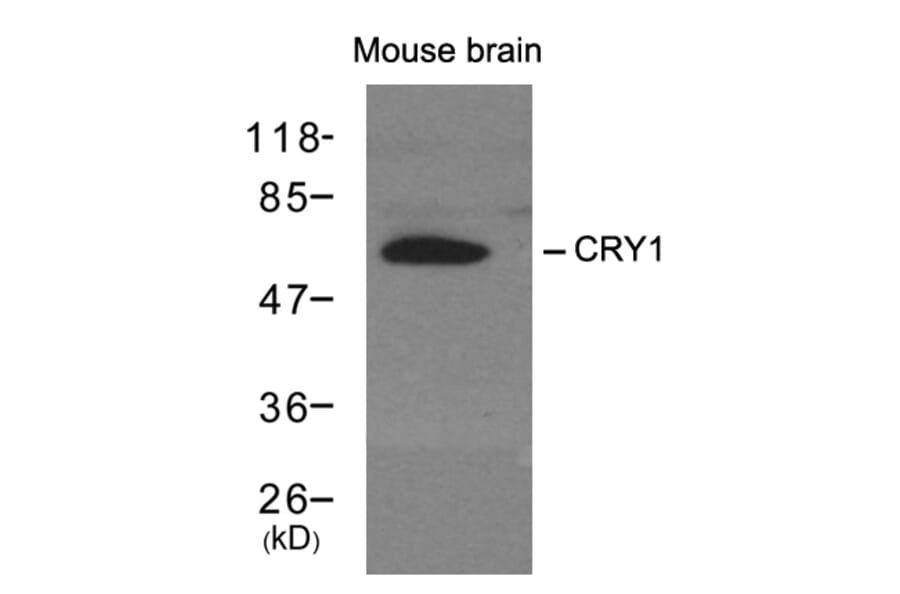 Western blot - CRY1 Antibody from Signalway Antibody (21414) - Antibodies.com