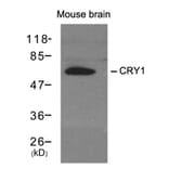 Western blot - CRY1 Antibody from Signalway Antibody (21414) - Antibodies.com