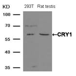 Western blot - CRY1 Antibody from Signalway Antibody (21414) - Antibodies.com
