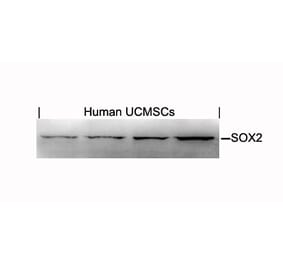 Western blot - SOX2 Antibody from Signalway Antibody (21425) - Antibodies.com