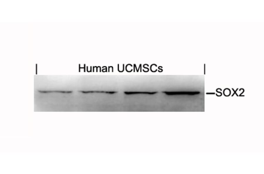 Western blot - SOX2 Antibody from Signalway Antibody (21425) - Antibodies.com