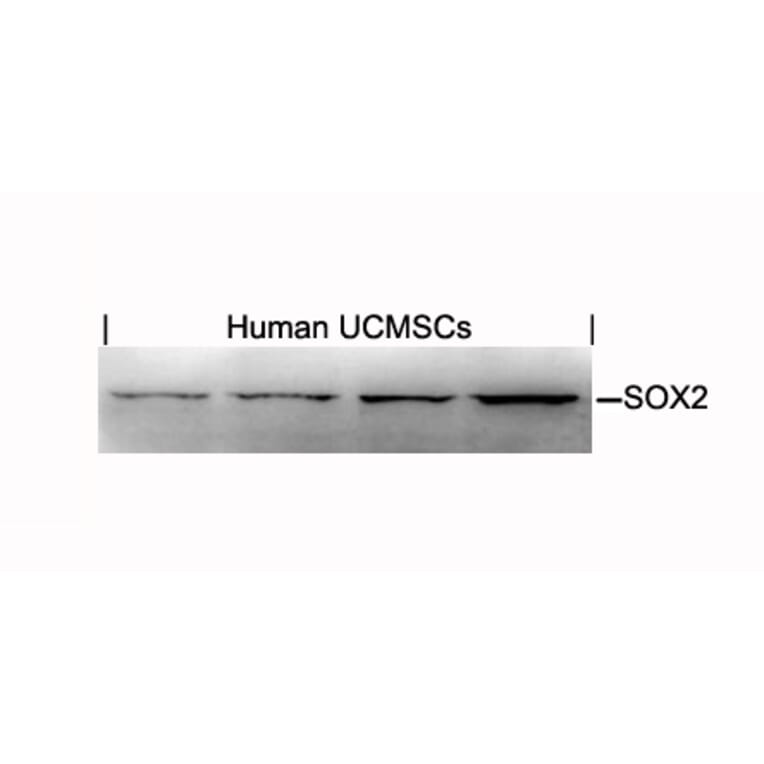 Western blot - SOX2 Antibody from Signalway Antibody (21425) - Antibodies.com