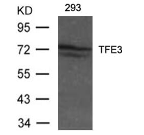 Western blot - TFE3 Antibody from Signalway Antibody (21431) - Antibodies.com