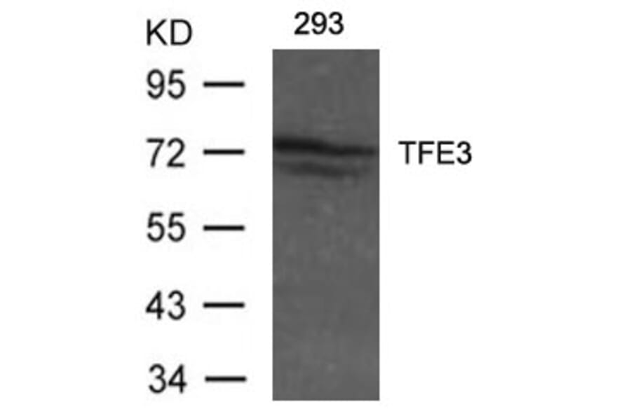 Western blot - TFE3 Antibody from Signalway Antibody (21431) - Antibodies.com