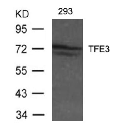 Western blot - TFE3 Antibody from Signalway Antibody (21431) - Antibodies.com