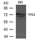 Western blot - TFE3 Antibody from Signalway Antibody (21431) - Antibodies.com